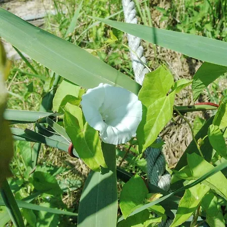 Pirjo - 50m From The Sea By Interhome Haderslev